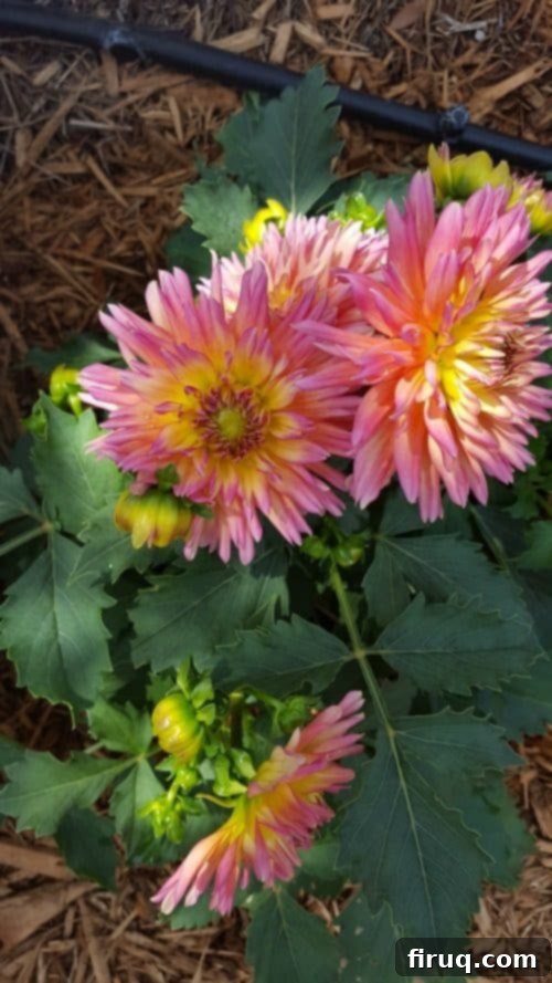 From Barren Patch to Bee Utopia 13 My Garden Transformation: From Trainwreck to Bee Haven