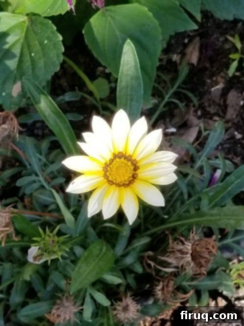 From Barren Patch to Bee Utopia 14 My Garden Transformation: From Trainwreck to Bee Haven