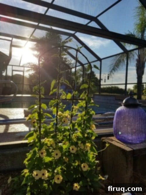 From Barren Patch to Bee Utopia 18 My Garden Transformation: From Trainwreck to Bee Haven