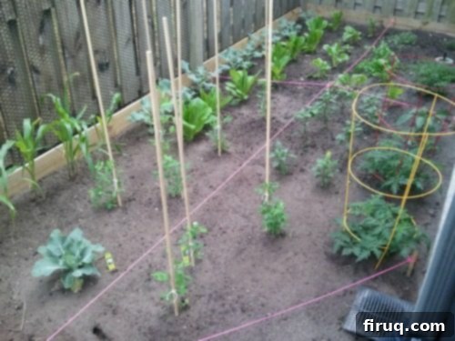 From Barren Patch to Bee Utopia 3 My Garden Transformation: From Trainwreck to Bee Haven