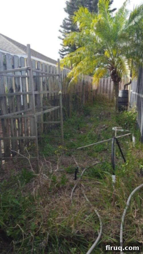 From Barren Patch to Bee Utopia 4 My Garden Transformation: From Trainwreck to Bee Haven