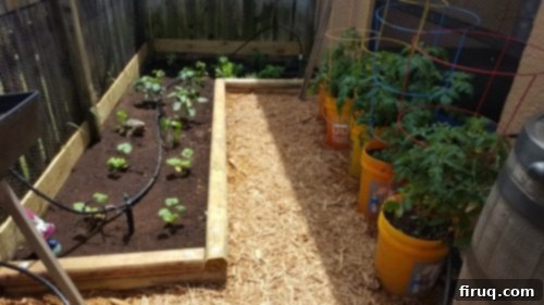 From Barren Patch to Bee Utopia 6 My Garden Transformation: From Trainwreck to Bee Haven