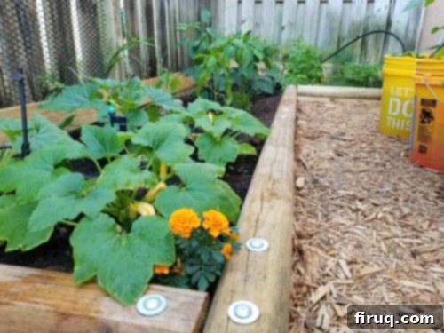 From Barren Patch to Bee Utopia 7 My Garden Transformation: From Trainwreck to Bee Haven