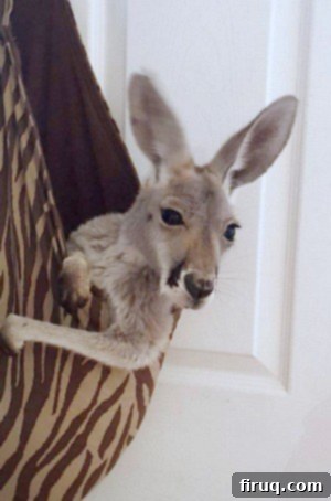 Blueberry Balsamic Medley 2 A humorous photo of a cardboard kangaroo decoration hanging on a bedroom door, hinting at a child's birthday party theme.