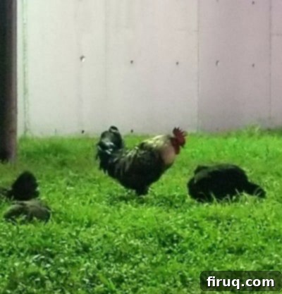 Ironman Miami 70.3 Race Recap: Pelotons and Pizza 6 A rooster in downtown Miami on race morning.