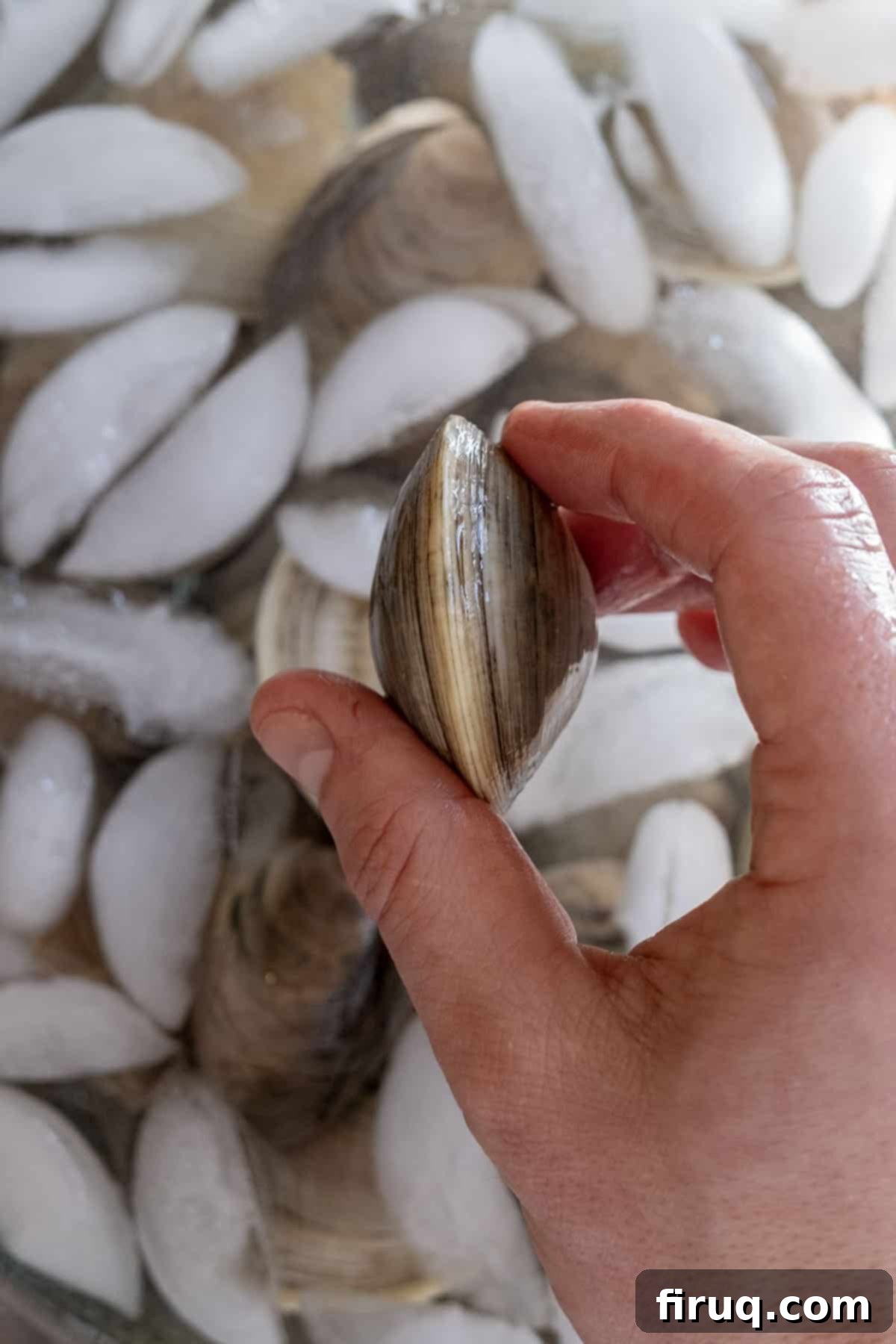 Coastal Linguine with Tender Clams 3 closed clam for linguine