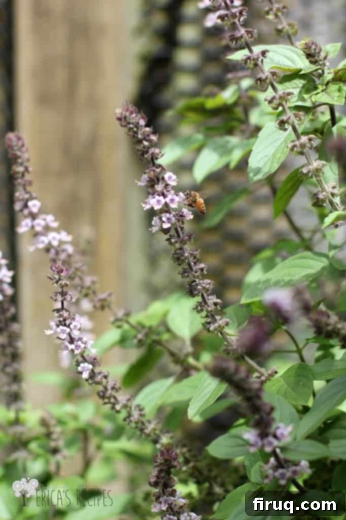 Feast for Less: Spaghetti, Zucchini, and Meatballs 4 Happy Bee on Thriving Purple Basil in the Garden