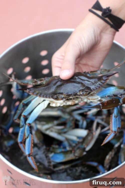 The Ultimate Steamed Blue Crabs 6 Classic Steamed Blue Crabs