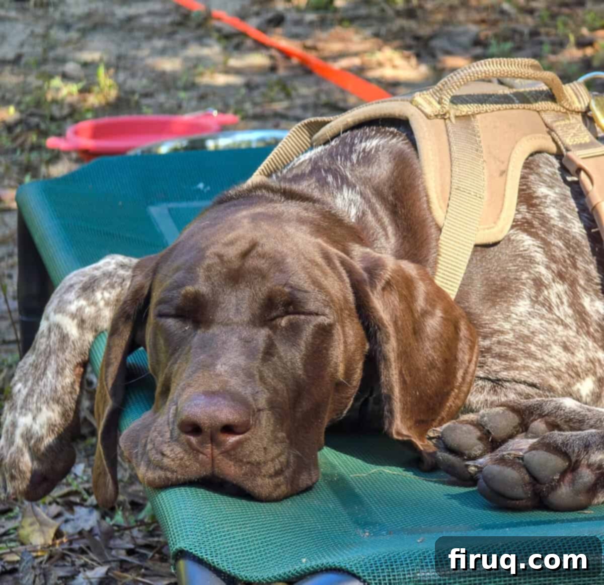 puppy asleep on green dog bed outdoors